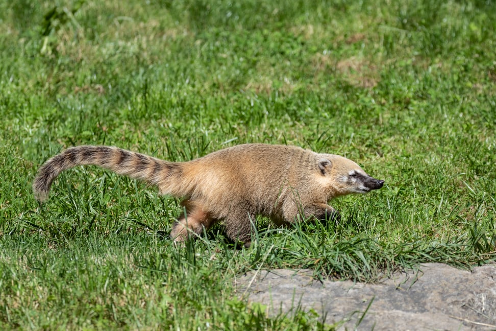 Zwei Nasenbären im Sangay Bergnebelwald des Zoo Zürich.