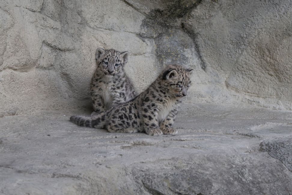 Zwei junge Schneeleoparden im Zoo Zürich.