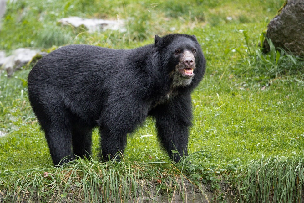 Brillenbär Raymi im Zoo Zürich.