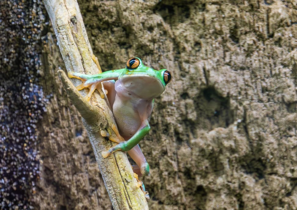 Orangeaugen-Laubfrosch im Zoo Zürich.
