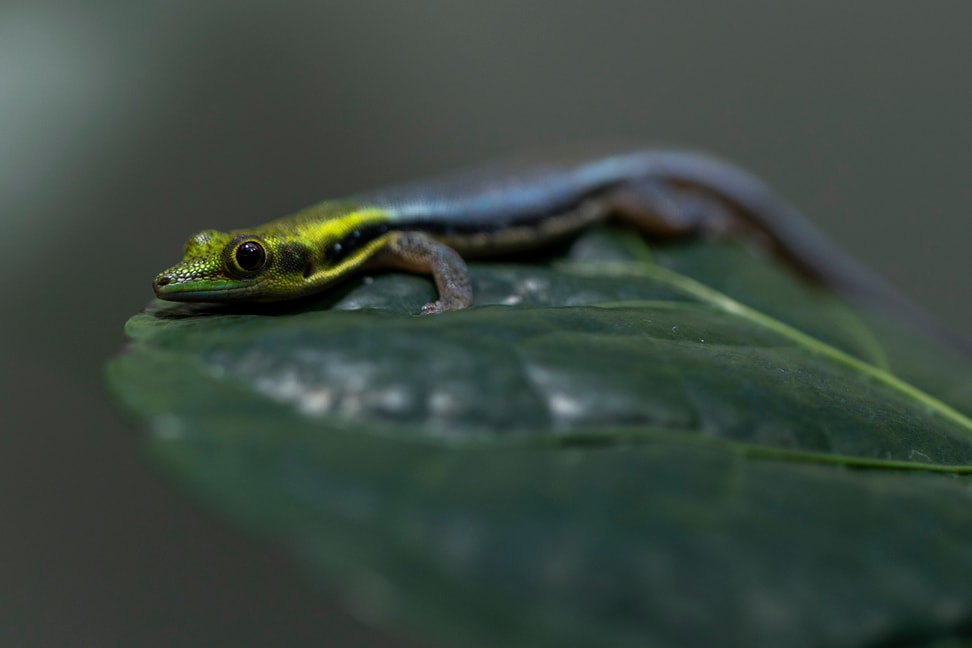 Blauer Bambus-Taggecko im Zoo Zürich.
