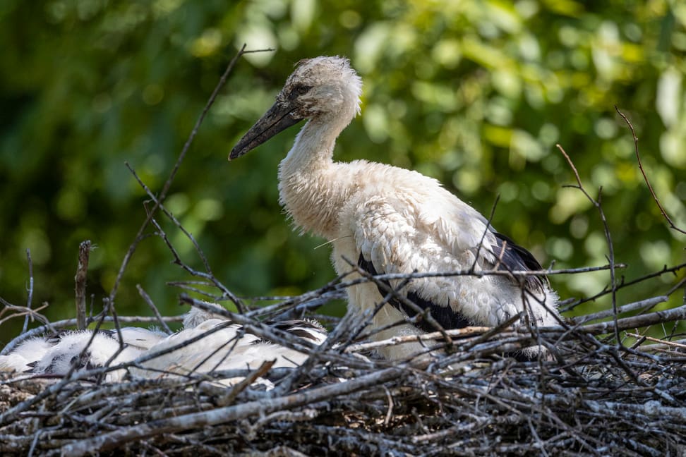 Junger Storch im Nest.