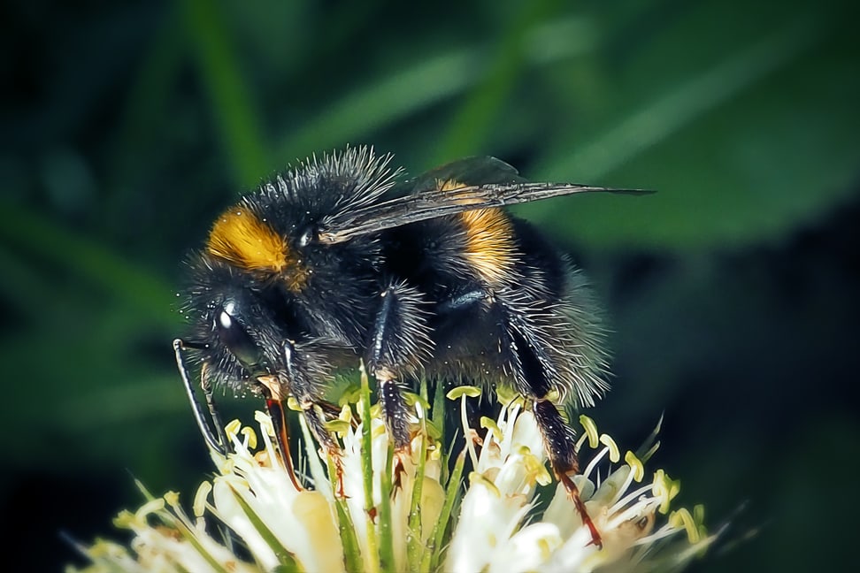Erdhummel auf Blüte