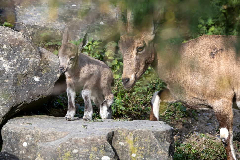 Nubische Steinböcke im Semien Gebirge des Zoo Zürich.