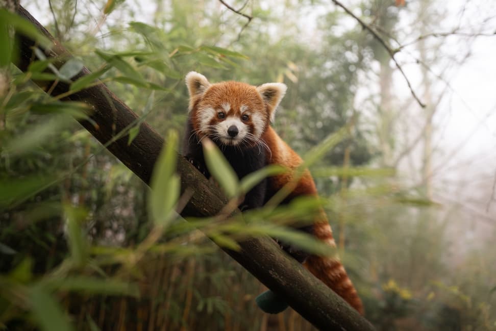 Kleiner Panda im Zoo Zürich.