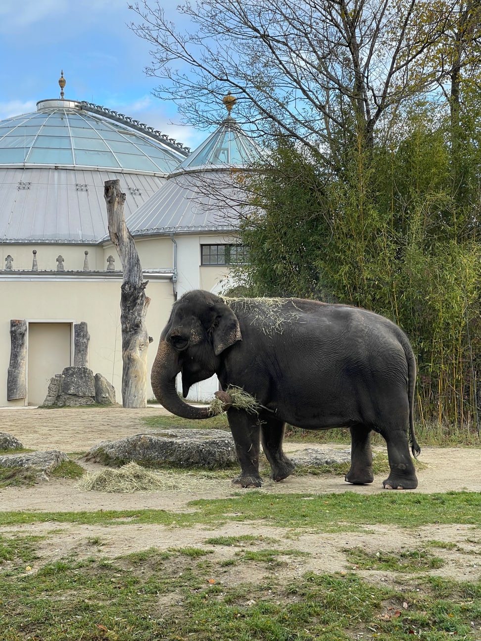 Elefant Panang im Münchener Tierpark Hellabrunn