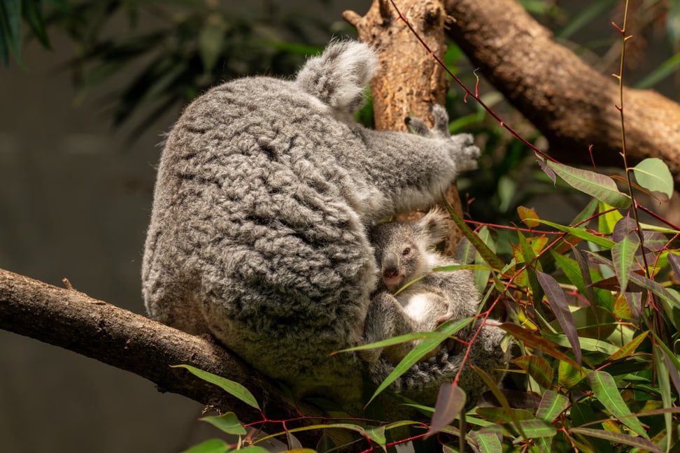 Koala Téa mit Jungtier im Zoo Zürich.