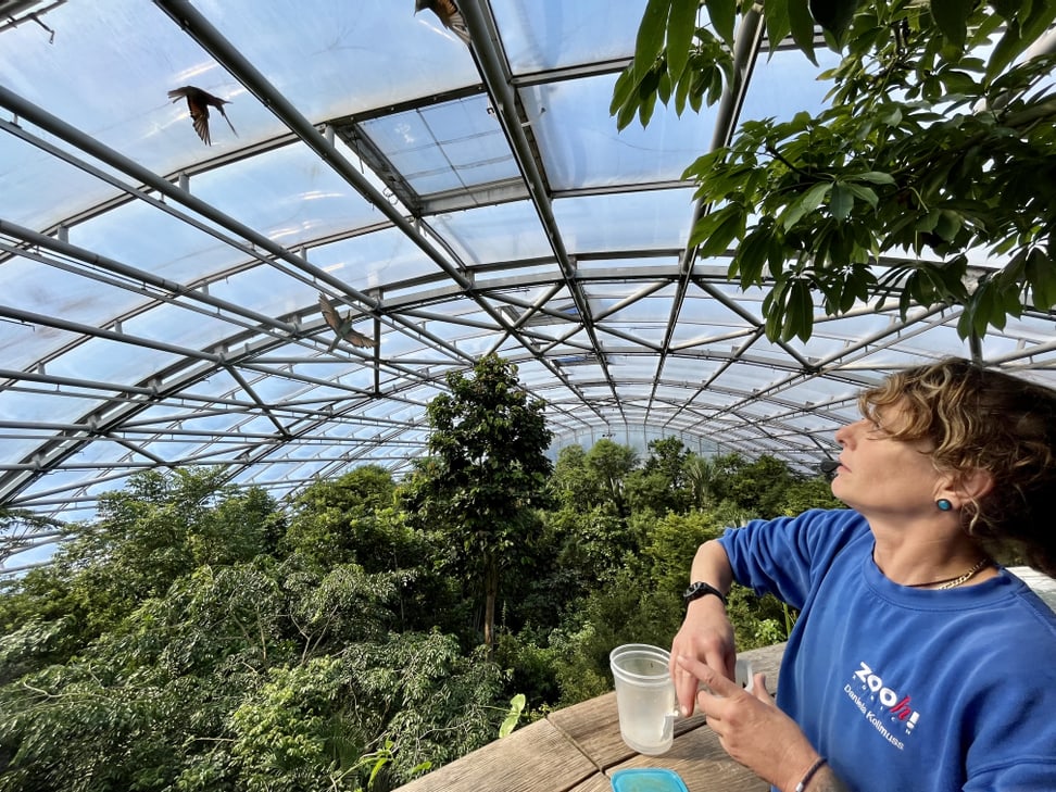 Foto: Zoo Zürich, Daniel Egger Tierpflegerin Daniel Kollmuss füttert im Masoala Regenwald die Bienenfresser.