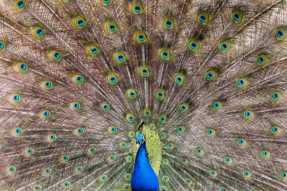 Radschlagender Blauer Pfau im Zoo Zürich.