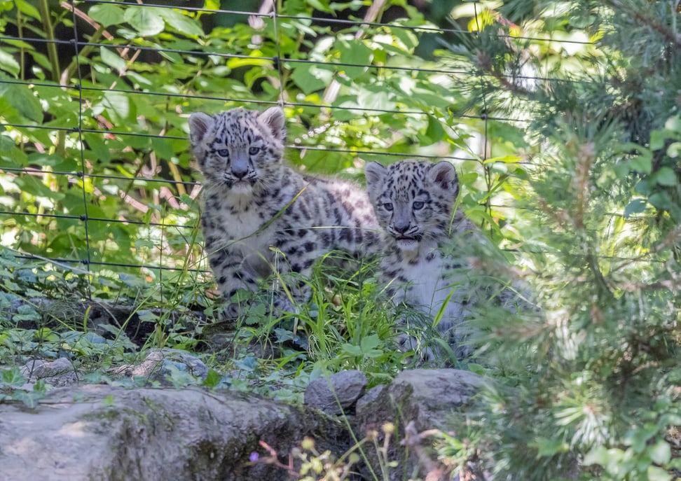 Die beiden jungen Schneeleoparden im Zoo Zürich (Männchen links).