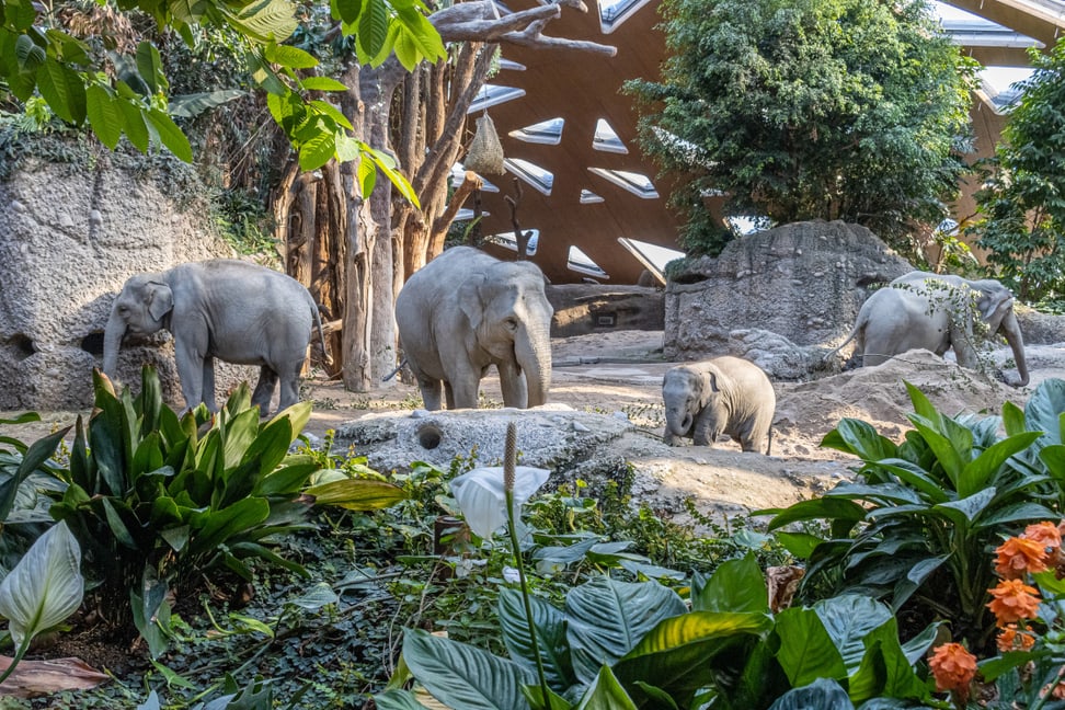 Umesh zusammen mit Omysha, Chandra und Indi im Zoo Zürich. 