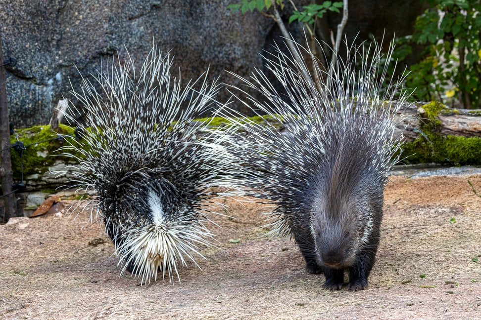 Zwei Stachelschweine stellen ihre Stacheln auf. 