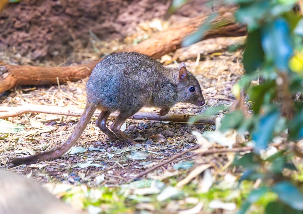 Bürstenschwanz-Rattenkänguru in der Australienanlage des Zoo Zürich.