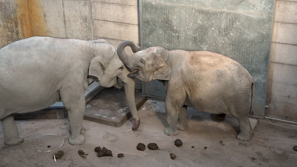 Chandra und Omysha Geburt 2020