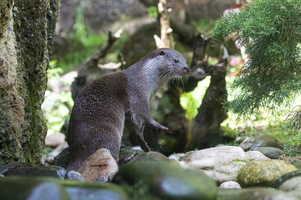 Europäischer Fischotter Tom im Zoo Zürich.