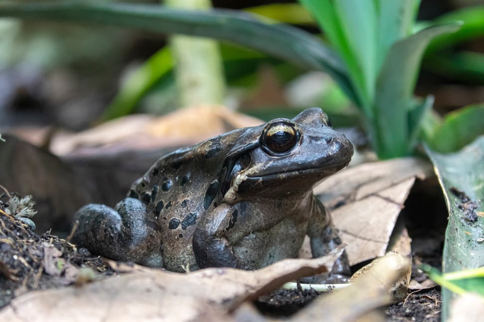Foto: Zoo Zürich, Enzo Franchini Antillen-Ochsenfrosch im Zoo Zürich.