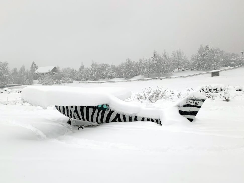 Zebra-Flieger in der Lewa Savanne am 15.1.2021.