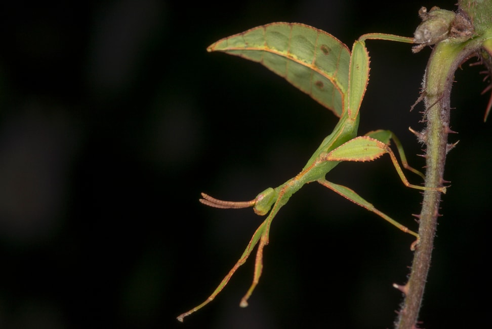 Wandelndes Blatt im Zoo Zürich.