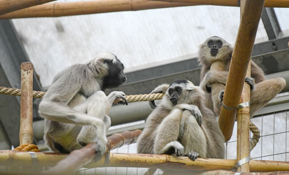 Foto: Zoo Zürich, Pascal Marty Kappengibbons (v.l.) Willow, Qiwèn und Srey im Zoo Zürich.