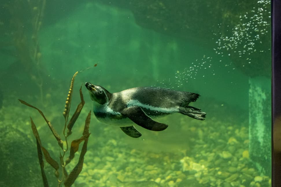 Humboldtpinguin beim tauchen