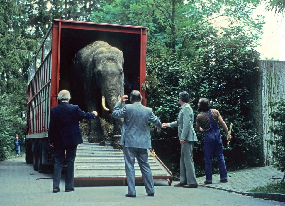 Der Asiatische Elefant Maxi 1981 bei der Ankunft im Zoo Zürich.