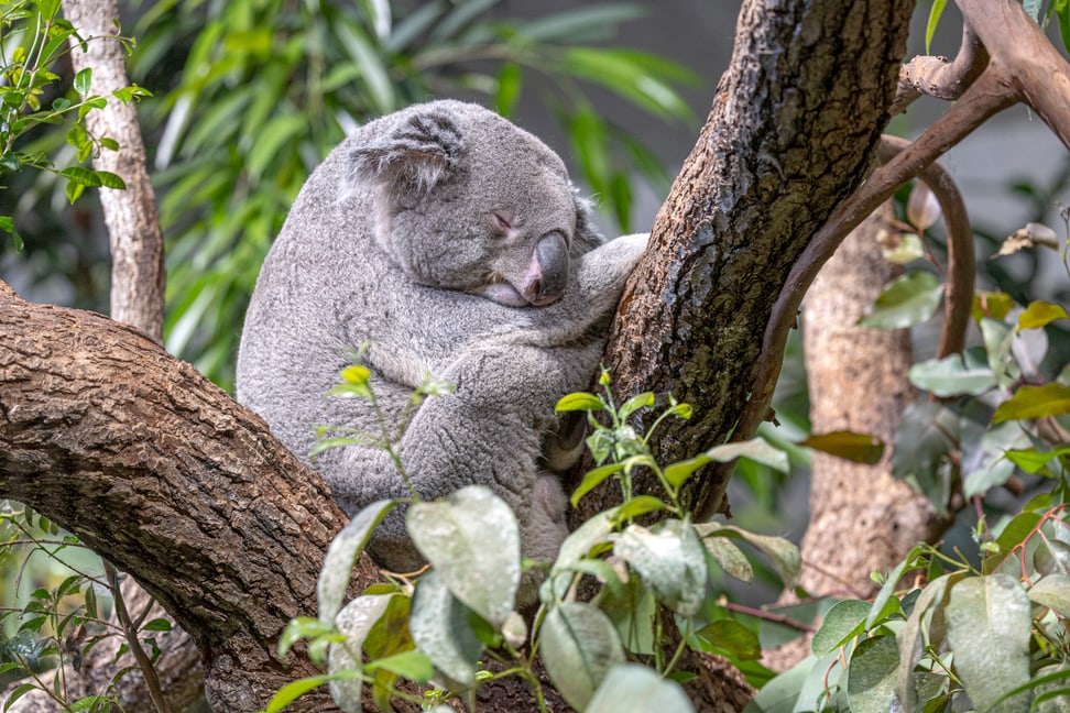 Koala im Zoo Zürich.