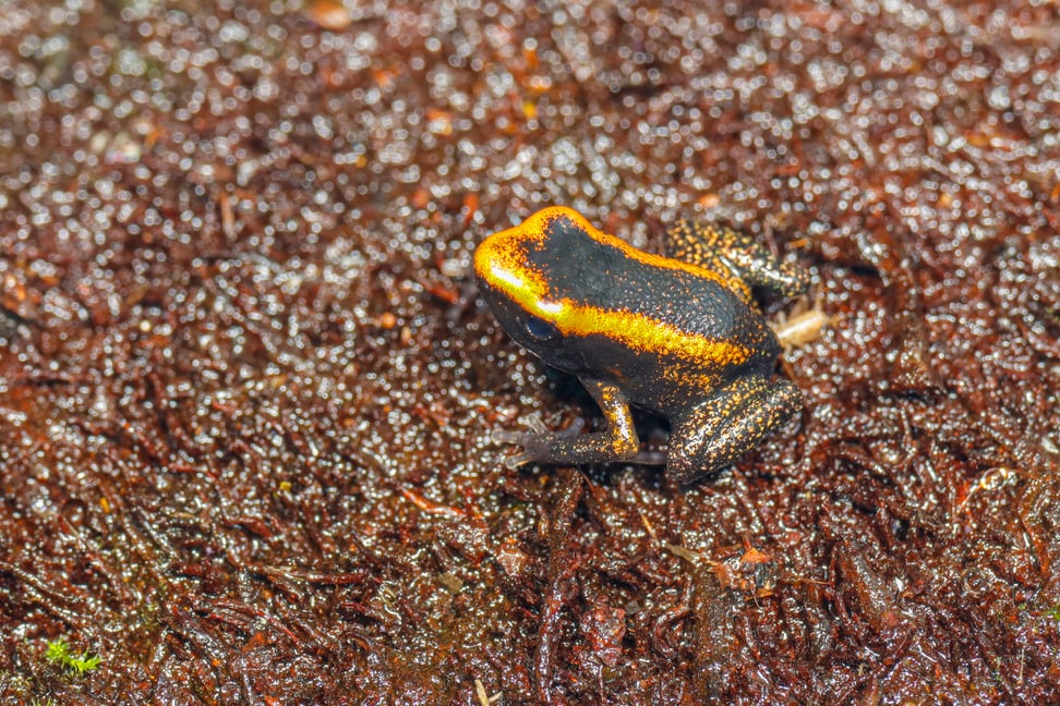 Juveniler (nicht ausgewachsener) Goldener Pfeilgiftfrosch (Phyllobates terribilis).