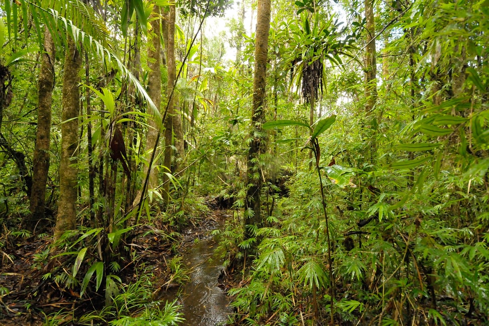 Regenwald im Masoala Nationalpark.