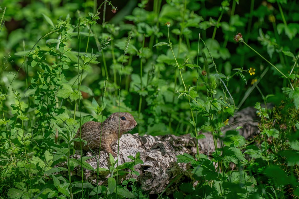 Europäischer Ziesel im Zoo Zürich.
