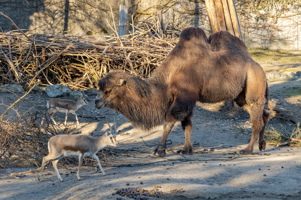 Trampeltier mit Kropfgazellen im Zoo Zürich (2022).