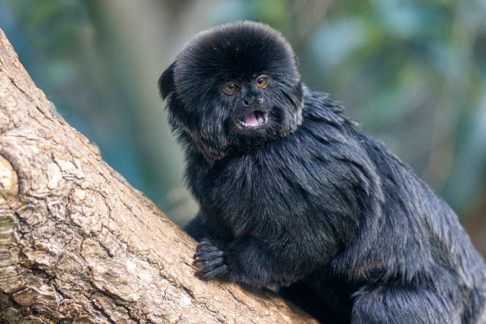 Foto: Zoo Zürich, Enzo Franchini Springtamarin im Zoo Zürich.
