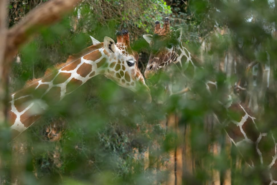 Die Netzgiraffen Luna und Obi im Giraffenhaus der Lewa Savanne des Zoo Zürich.
