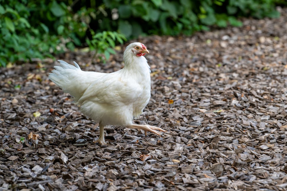 Schweizerhuhn im Zoolino des Zoo Zürich.