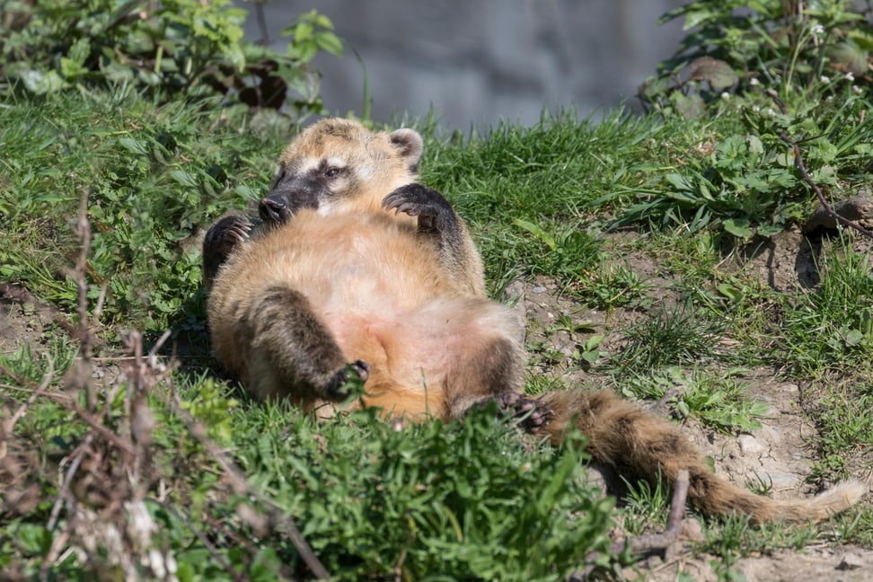 Nasenbär im Sangay Bergnebelwald des Zoo Zürich.