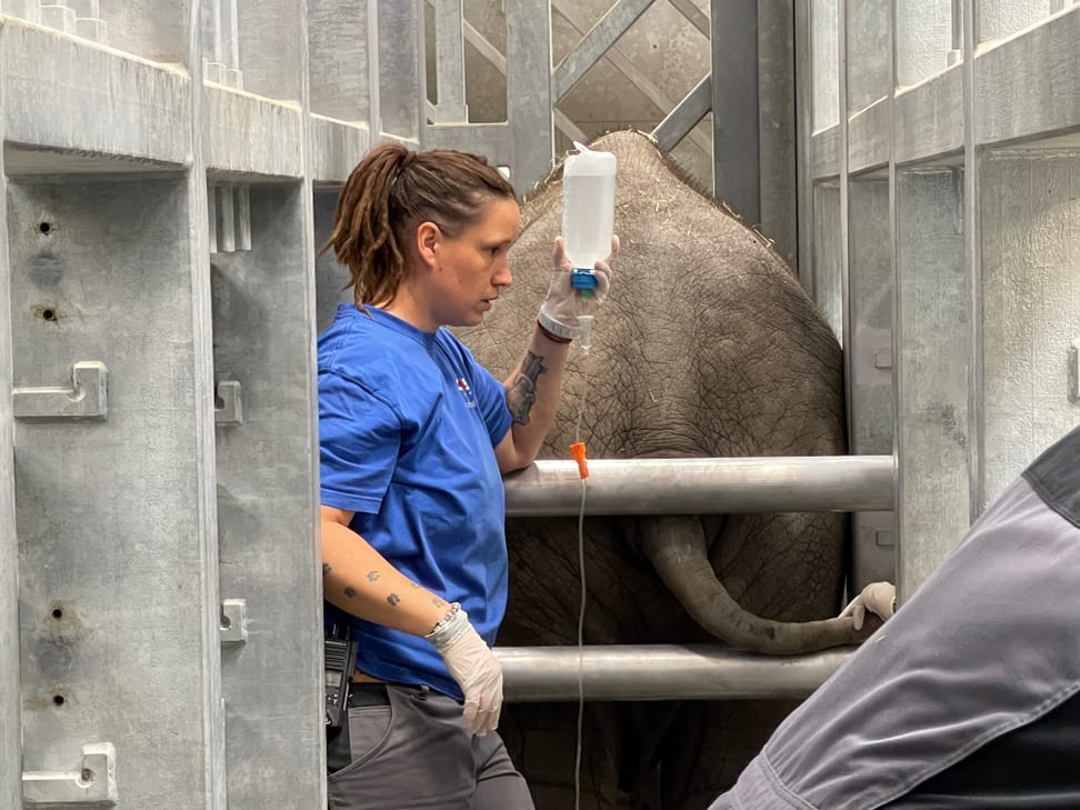 Tierpflegerin Sabrina Markzoll bei der Behandlung von Umesh.