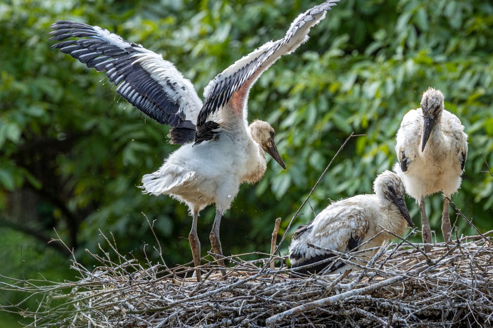 Storchen-Jungtiere in ihrem Nest.
