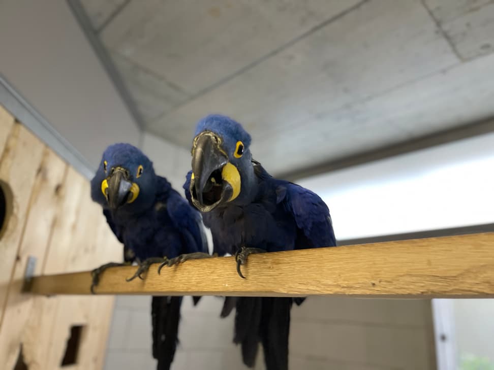 Zwei Hyazintharas im Zoo Zürich.