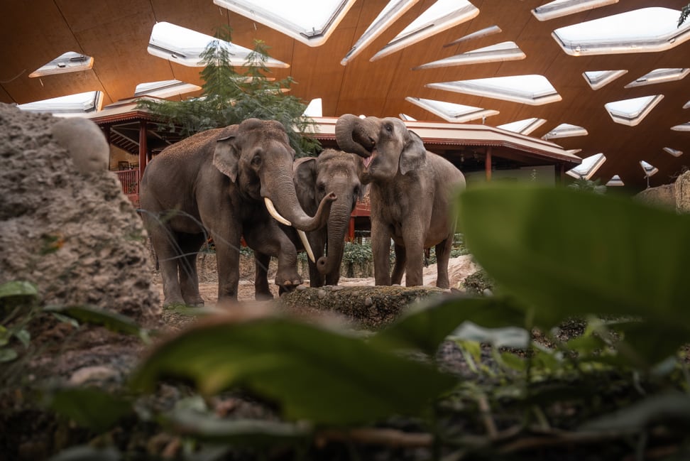 Asiatische Elefanten im Kaeng Krachan Elefantenpark des Zoo Zürich.