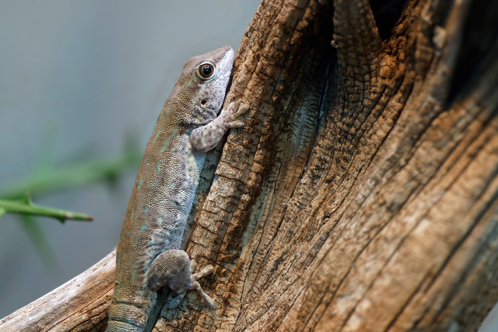 Kurzkopf-Taggecko im Zoo Zürich.