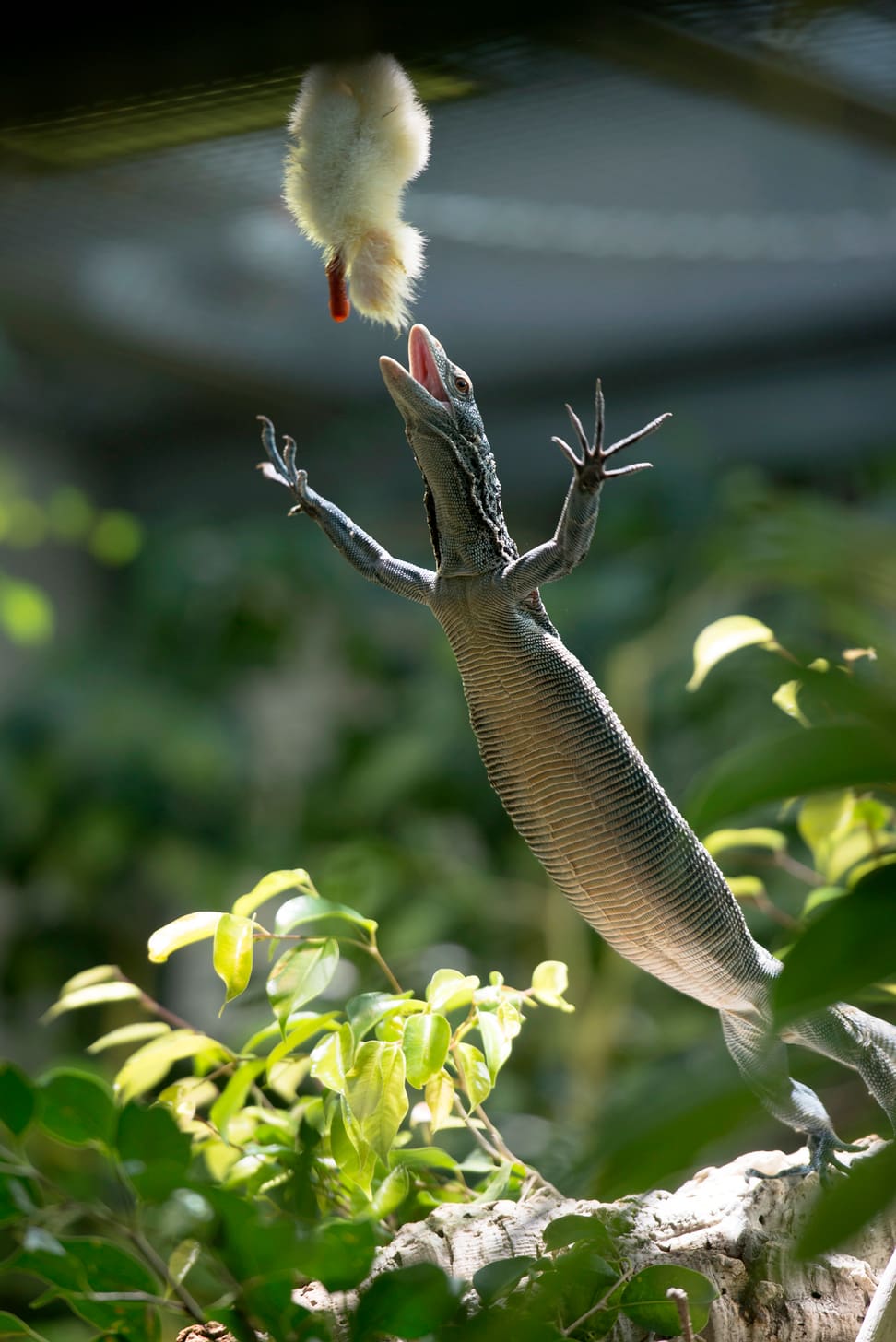 Foto: Zoo Zürich, Samuel Furrer Blauer Baumwaran bei der Fütterung im Zoo Zürich.