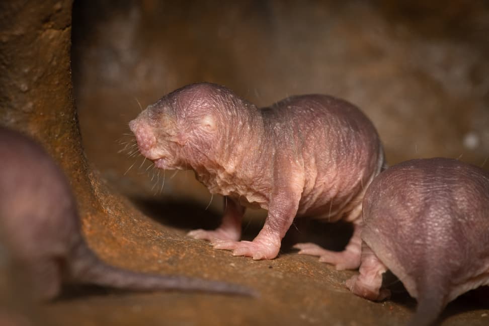 Nacktmulle in der Lewa Savanne des Zoo Zürich.