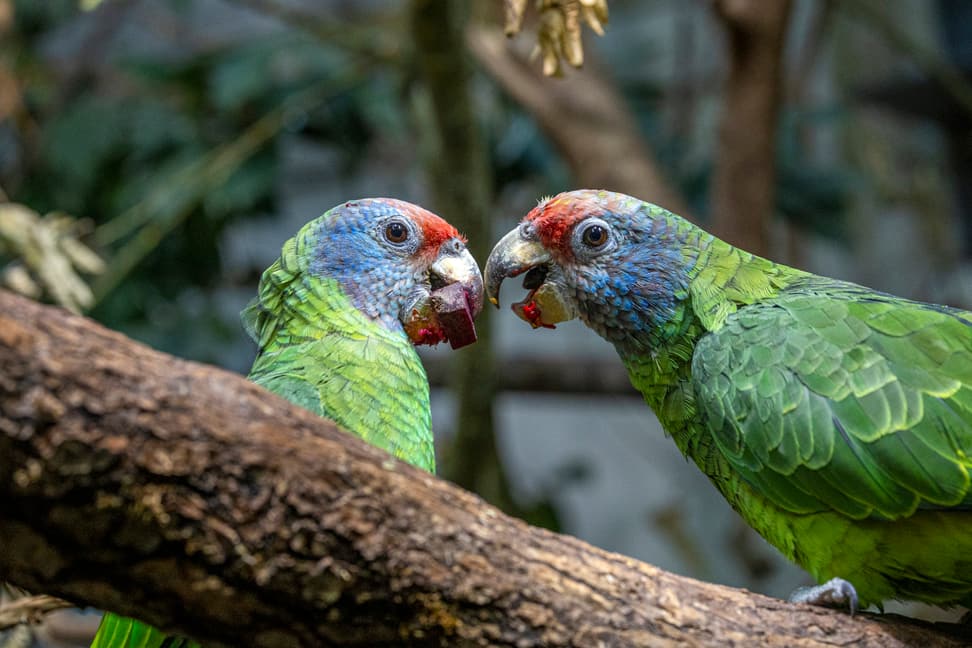 Rotschwanzamazonen im Zoo Zürich.