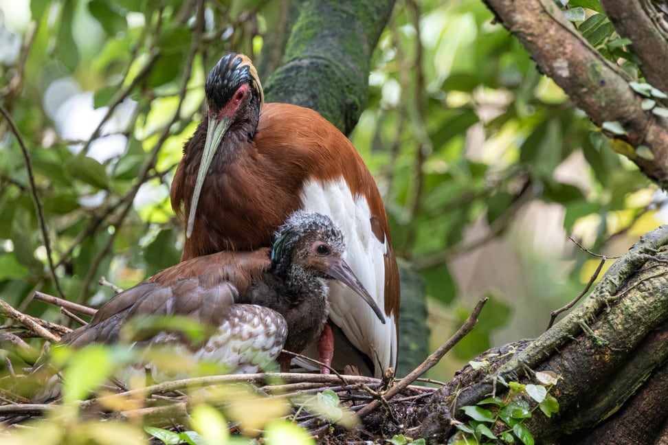 Erwachsener Mähnenibis mit (schon etwas älterem) Jungtier im Nest im Masoala Regenwald des Zoo Zürich.