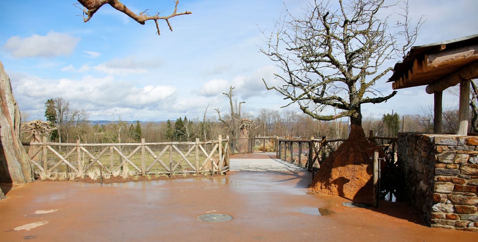 Foto: Zoo Zürich, Rita Schlegel Steg in der Lewa Savanne im März 2020.
