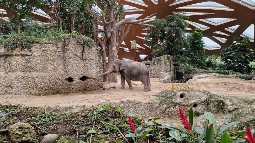 Asiatischer Elefant Panang in der Innenanlage des Kaeng Krachan Elefantenparks im Zoo Zürich.