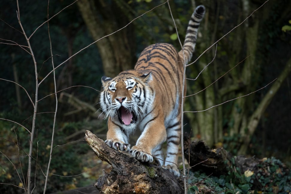 Foto: Zoo Zürich, Enzo Franchini Amurtiger Irina im Zoo Zürich.