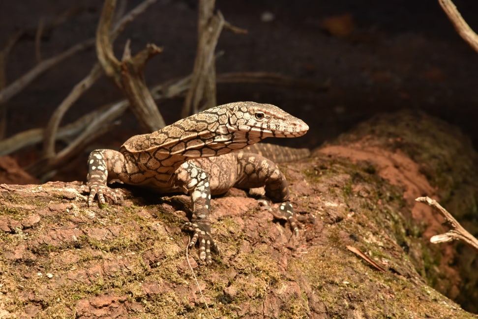 Riesenwaran in der Australienanlage des Zoo Zürich.