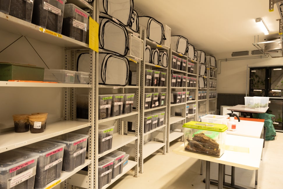 Zuchtstation im Hintergrundbereich des Insektenwalds im Zoo Zürich.