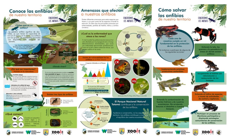 Foto: WCS Columbia Informationskampagne zu Fröschen der WCS Kolumbien.