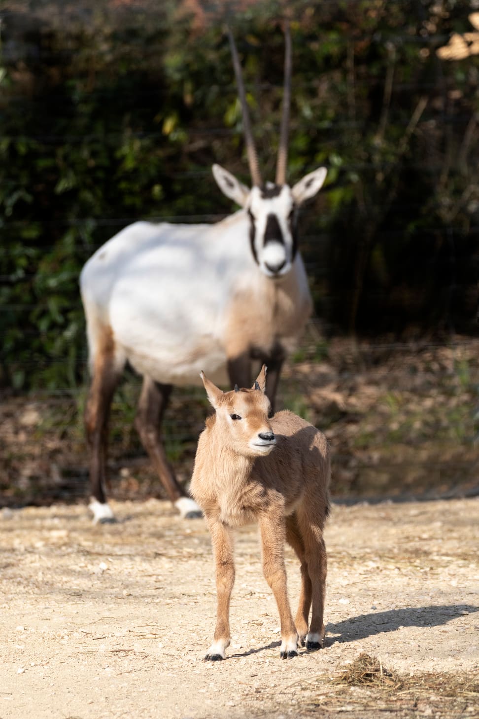 Oryx Thuraya Hörner